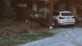 Young Moose Plays with Backyard Chimes