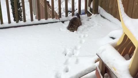 Cat Trying To Catch Snowballs