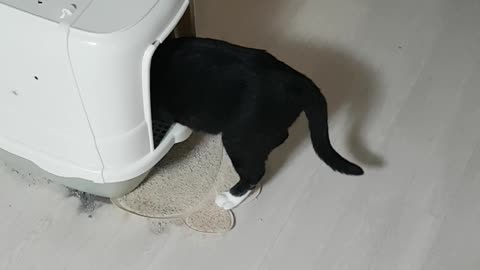 cat going to the bathroom
