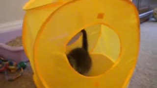 Kitten in a cat cube