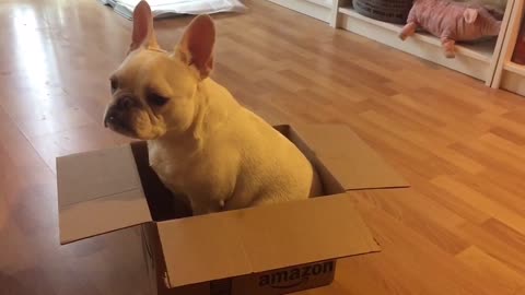 Bulldog Francés no sabe qué hacer con caja de cartón
