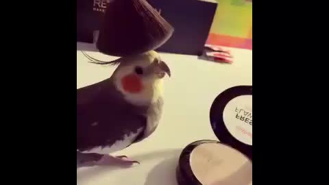 Several videos of Cockatiels playing and singing