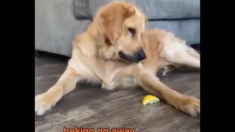 _Funniest Cutest Golden Retriever Puppies_Funny Puppy Videos