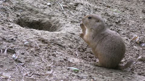 Prairie dog feeds on the ground and fights for food
