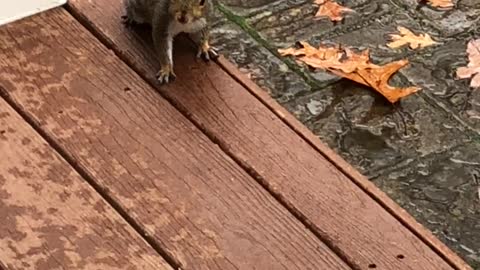 Wet Squirrel