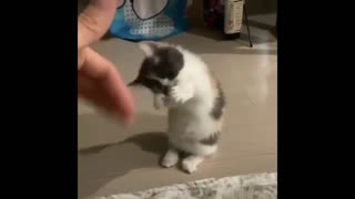 Tiny little kitten is trying to dance