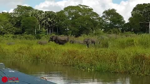 Amazing Elephant Save Baby Elephant From Crocodile Hunting 2017