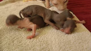 Adorable funny voice newborn kittens wrestling