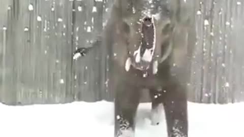 The elephant saw snow for the first time 🐘❄