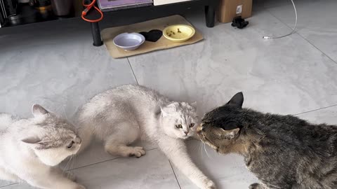 Cute cats among themselves when not fighting over food.