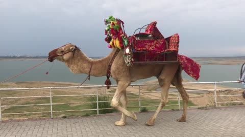 Camel Ride in Mirpur Jammu Kashmir