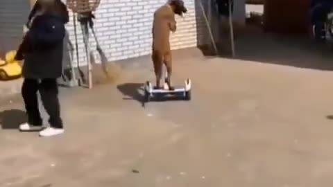 A dog's balance