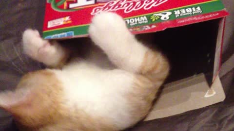 Cat enjoys the inside of a cereal box