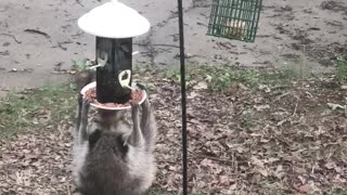 Hungry Raccoon Hangs from Feeder
