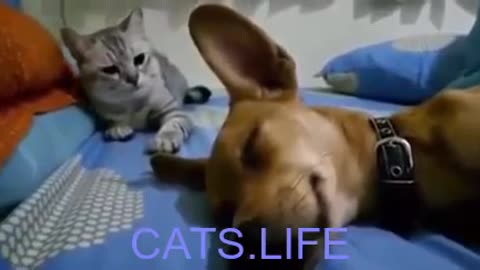 funny dog farting ! funny caty cat