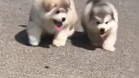 ADORABLE ALASKAN MALAMUTE PUPPIES RIDING THEIR TOY CAR- FLUFFY 1