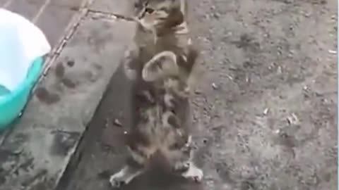 Most Hilarious Cat Video You Must See | Short