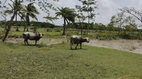 Buffalos are grazing on the field.