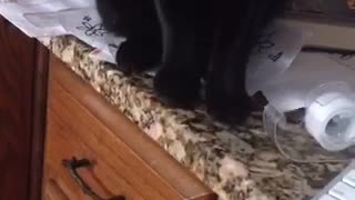 Cat knocks down toy cat