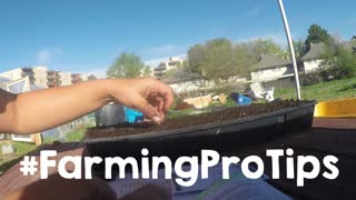 Planting Luxurious Winter Pie Pumpkin Seeds - Starting Seedlings in Cell Trays [ Part 2 ]