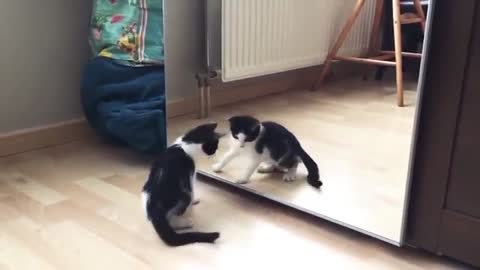 Funny cat and mirror video baby cat
