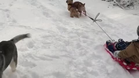 Puggle sled team