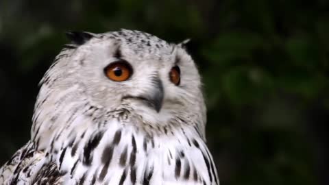 Most Beautiful Owls on Planet Earth #Latest Nature Video Full HD