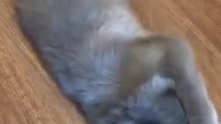 Gray cat moving around sporadically