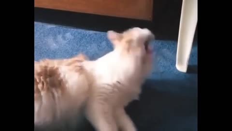 Funny cat gets scared