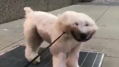 Dog finds brilliant way to cool itself..