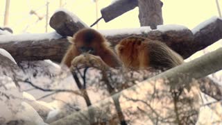 Twins Adorable Monkeys Communicate With Unknown Language