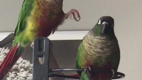 Parrots Play Fight and Hold Hands