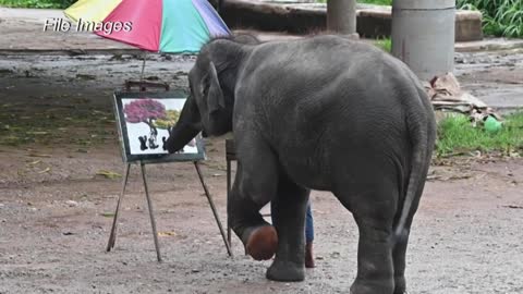Abusive taming of baby elephant for Thai tourism