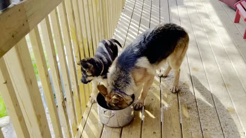 Shepherd Puppy has hilarious ways of emptying water dish, with lots of splashing involved