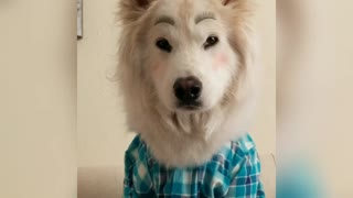 This Fabulous Husky Got A Terrific Makeover