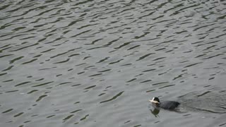 Super Cute COOT fetches the sticks