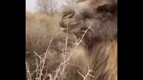 How Camel Chew The Thorny Plants Of Desert