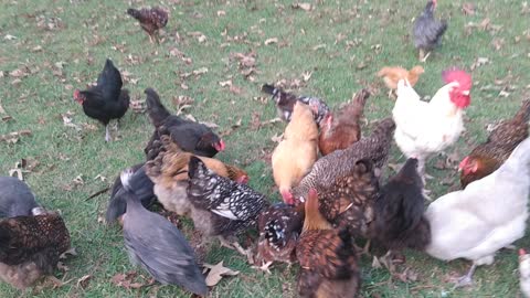 ASMR Chickens eating leftover taco salad