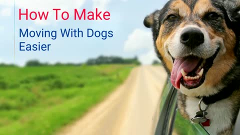 Some ways To Make Moving With Dogs Easier