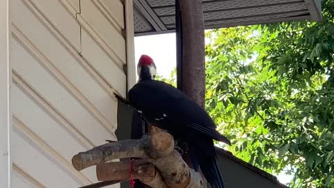 Talking Pileated woodpecker