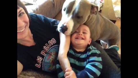 Pit Bull makes ticklish baby laugh