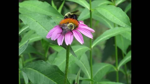 Elk Root Medicine Purple Coneflower July 2021