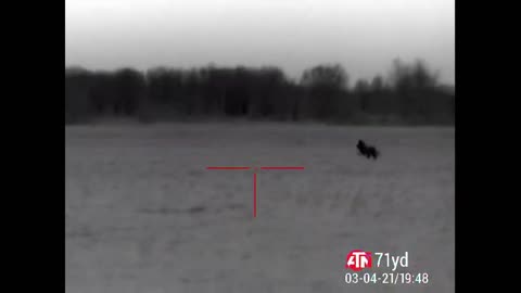 Coyote Hunting with ATN ThOR 4