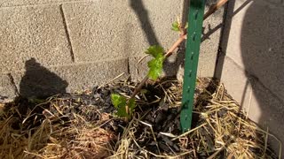 Grape vine cuttings breaking buds #3