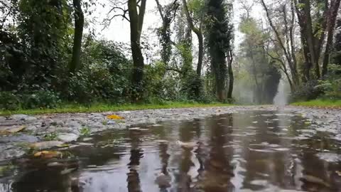 Rain in the forest with sounds