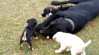 Dog Chewing a Bone , baby dogs