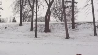 Small tan dog in red jacket walks around in the snow