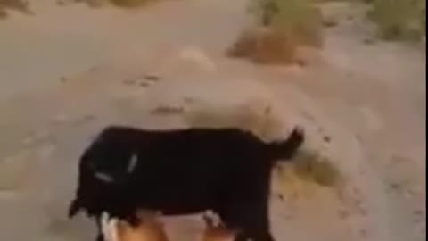 Baby deer getting milk from goat in pakistan-save life