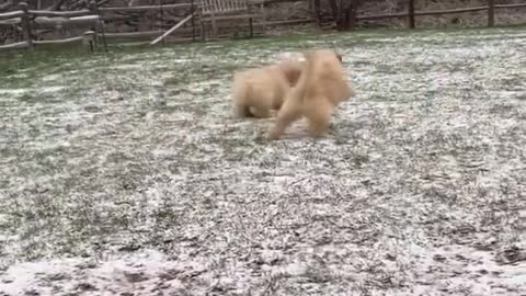 Cute dogs play with snow