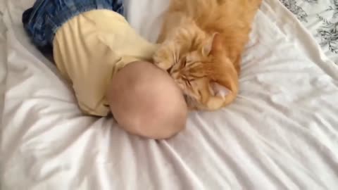 Cats and babies. Cute video clips